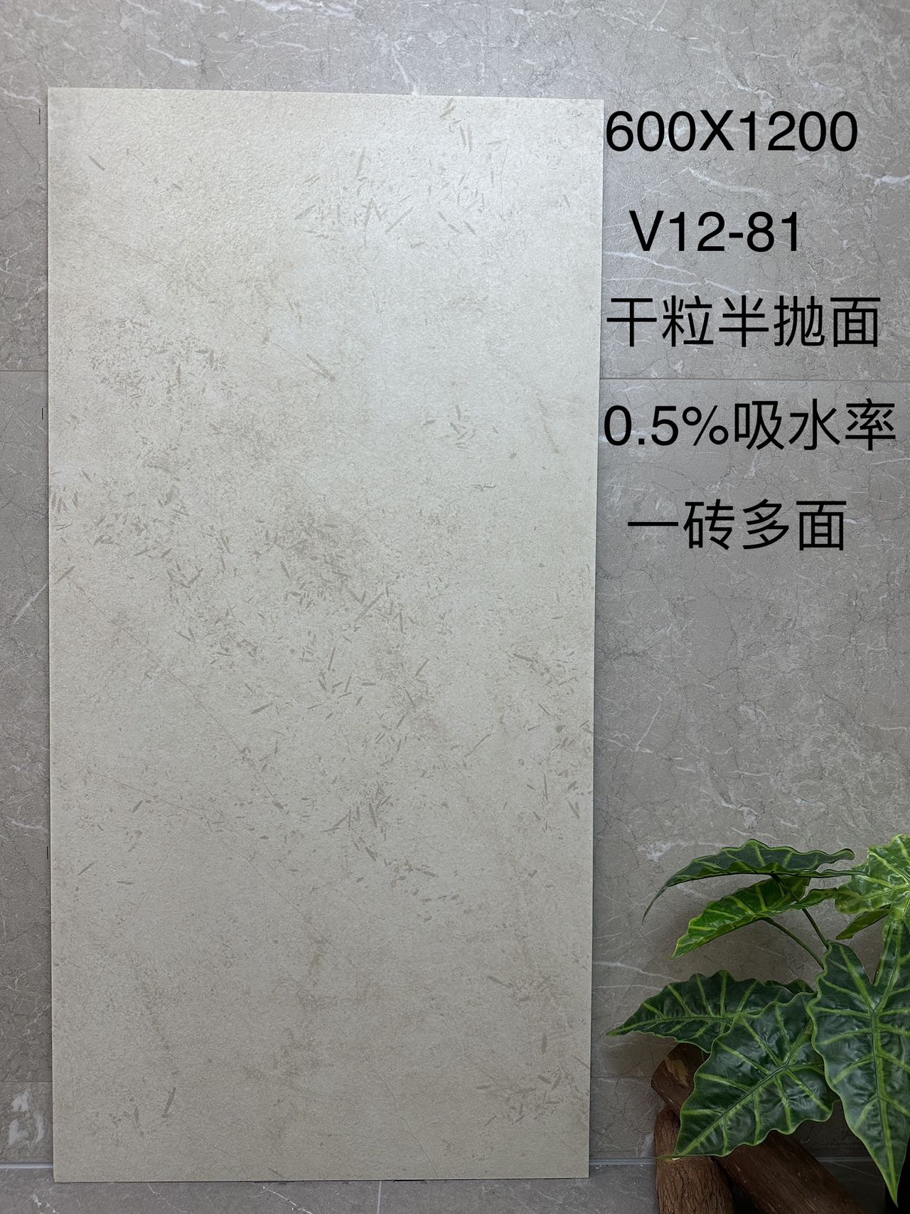 弗罗拉V12-81 干粒半抛面 通体斑点底