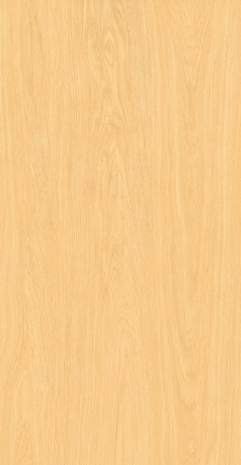 FP126608-初秋白杨_03