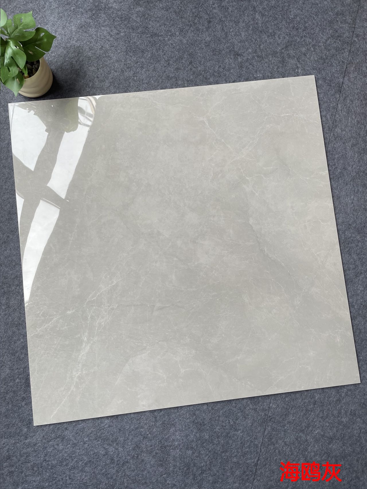 亮光 金刚通体大理石 GTL81125M海鸥灰  一石五面 自然切面 亮面通体